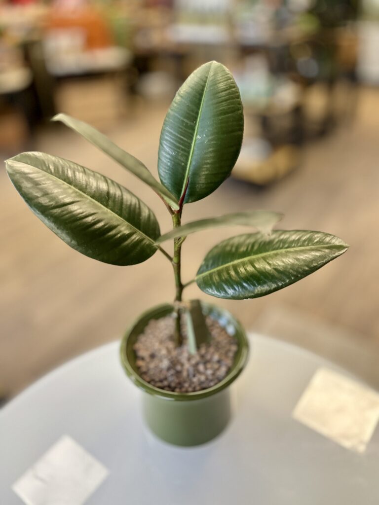 Stambialapis fikusas - Image 3