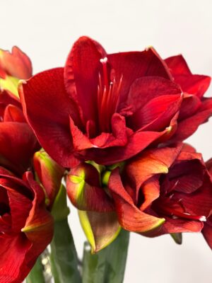 Amarilis
